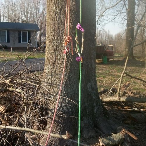 Climbing setup for pruning (preservation)