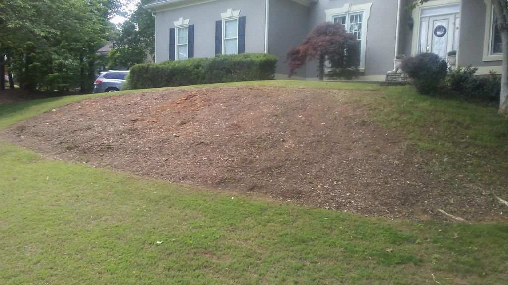 front yard removal of old juniper for new exciting