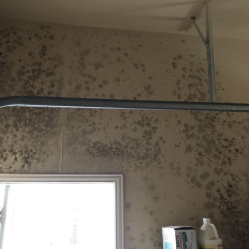 Mold growth on drywall