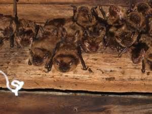 Expert bat trapping and removal + Home sealing exp