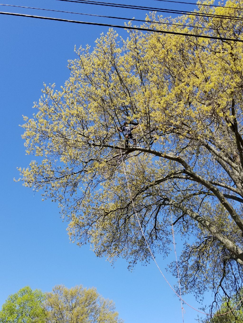 Trimming a huge pin oak tree 