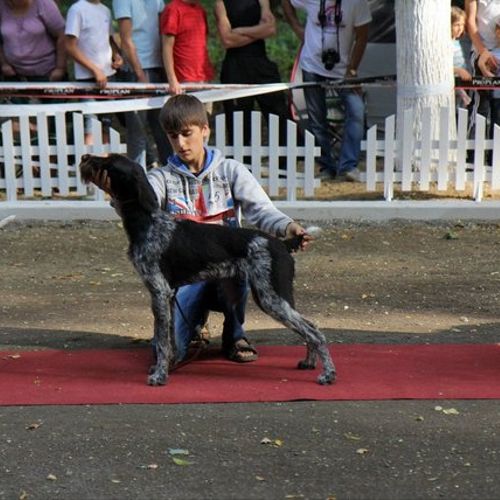 International dog show in Uzhgorod