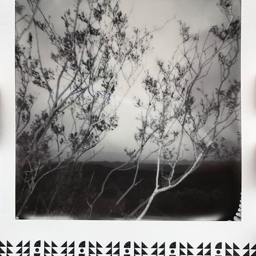 Black and white Polaroid image of creosote trees i