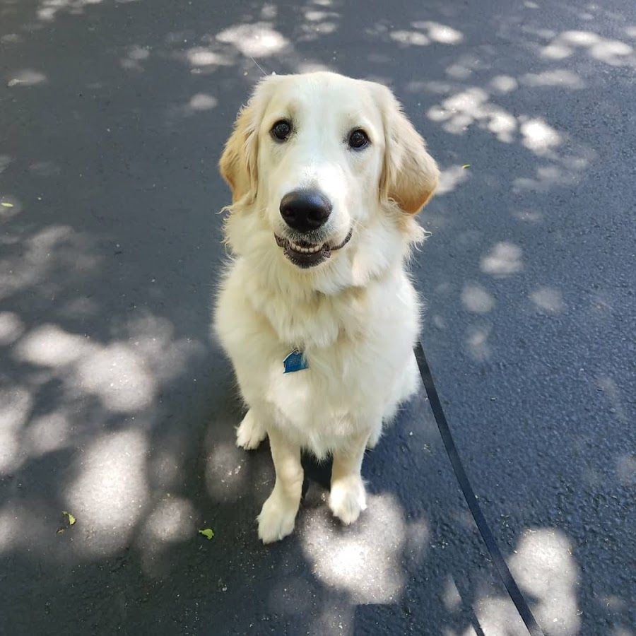 Scout!