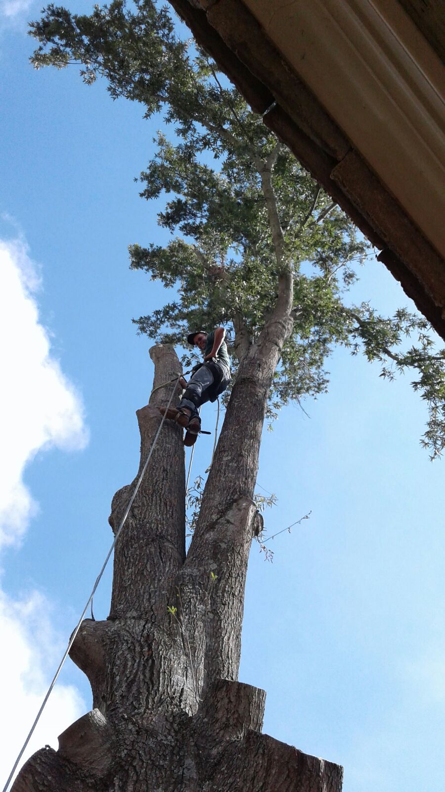 Tree removal