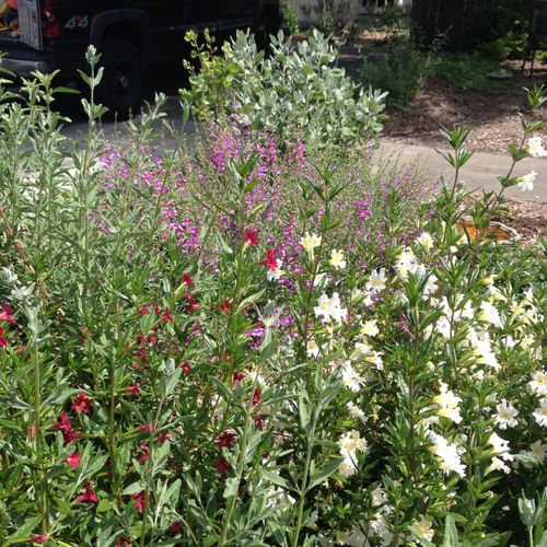 California Native Plants in Bloom! This garden was