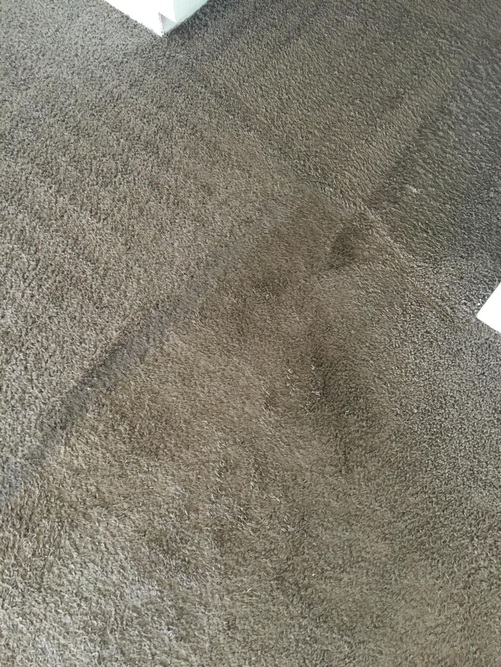 Grease and foot traffic, no problem on this carpet