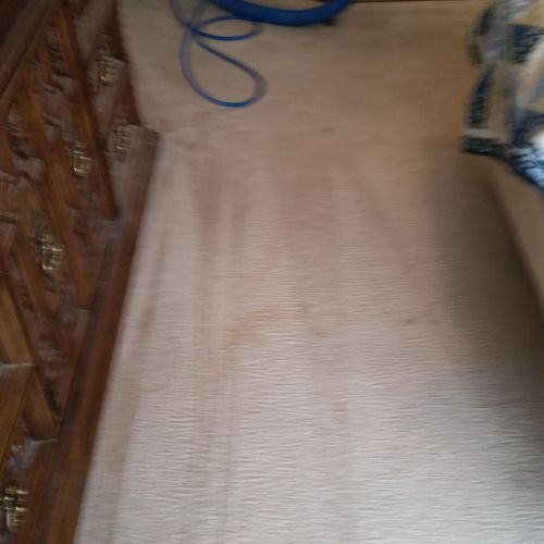 Carpet cleaning after pic stain removal