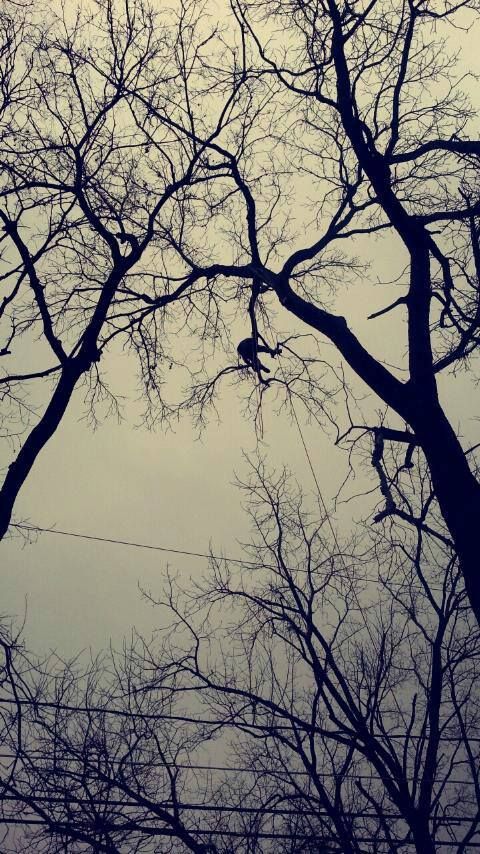 climbing over high voltage line