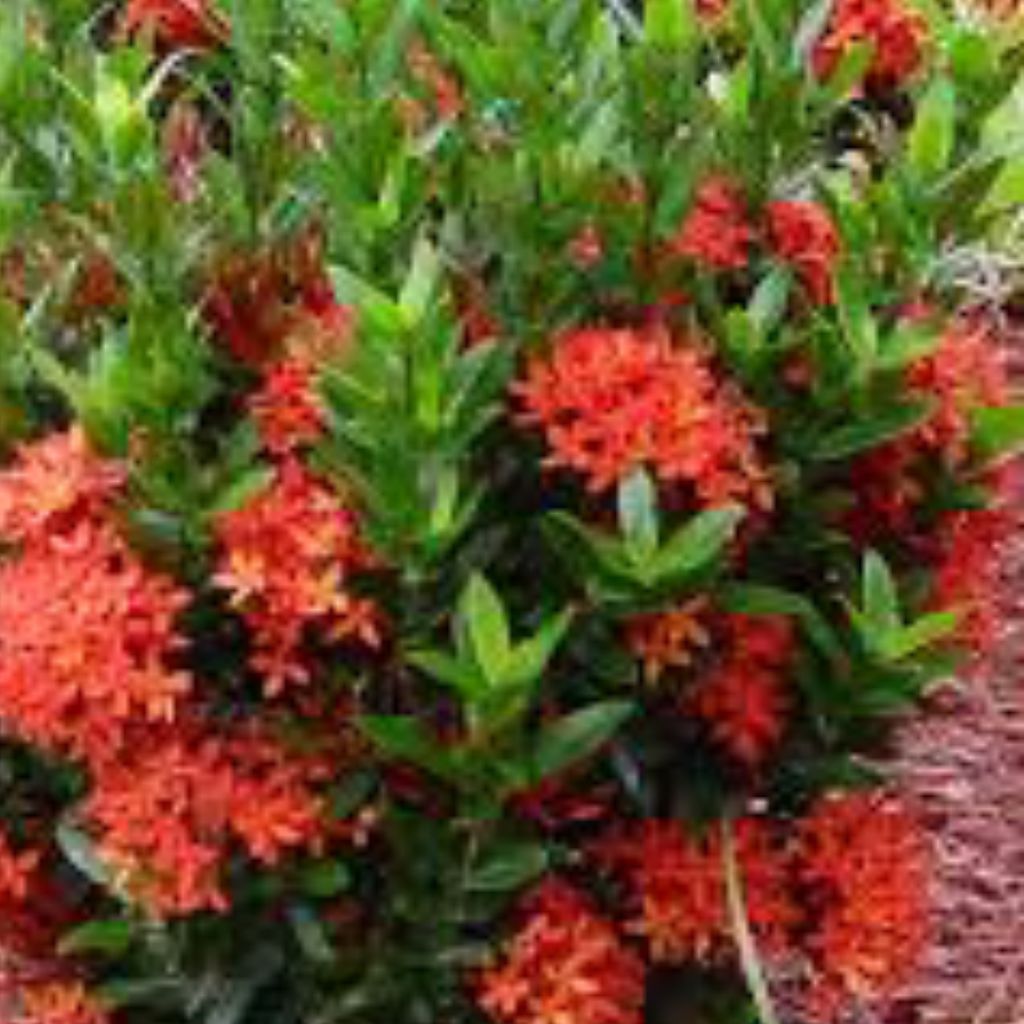 Dustin Jones Lawn & Landscaping