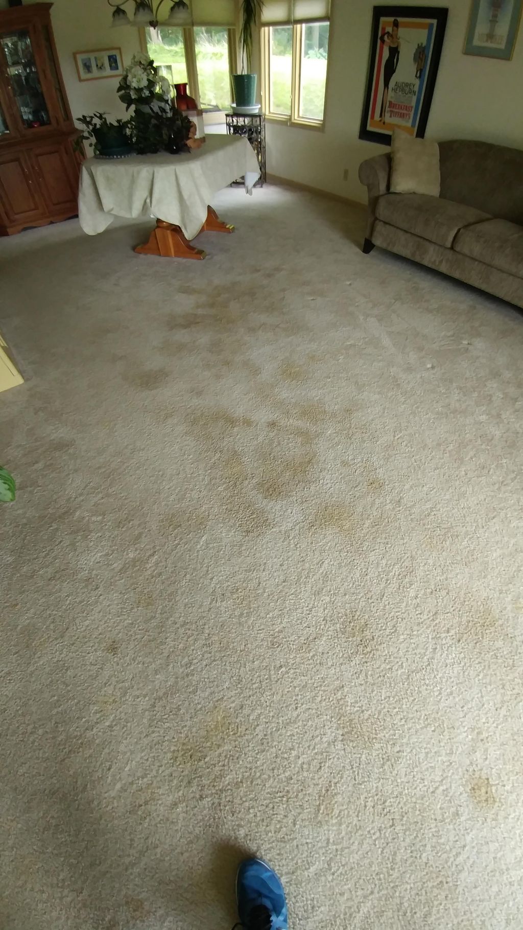 (Before) Bad pet odor and staining.