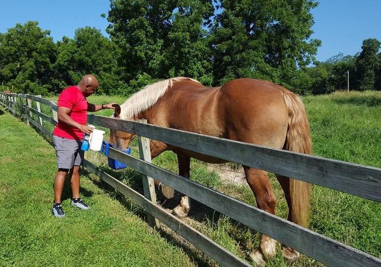 We care for horses too!