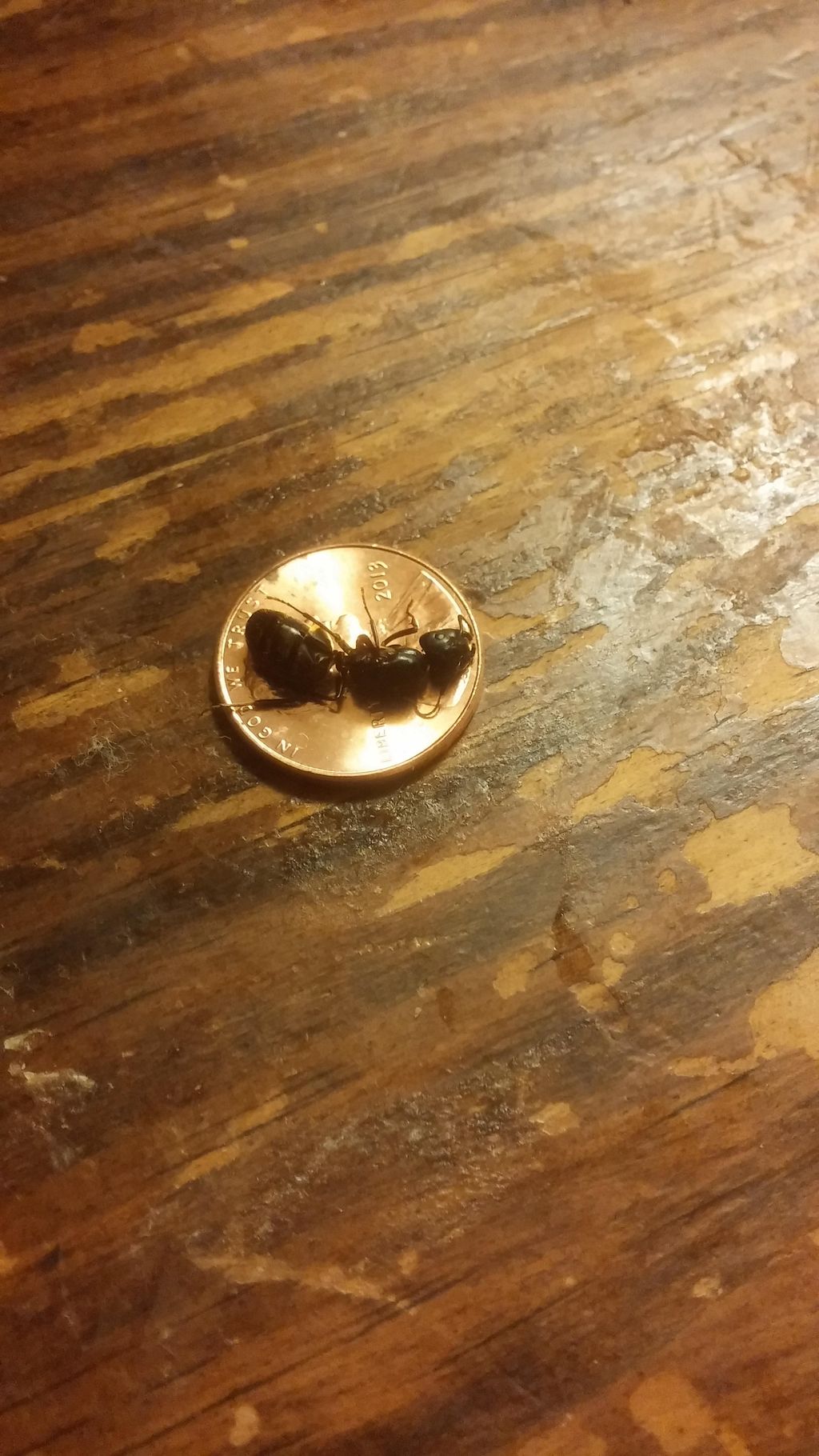 Carpenter Ants do get big 