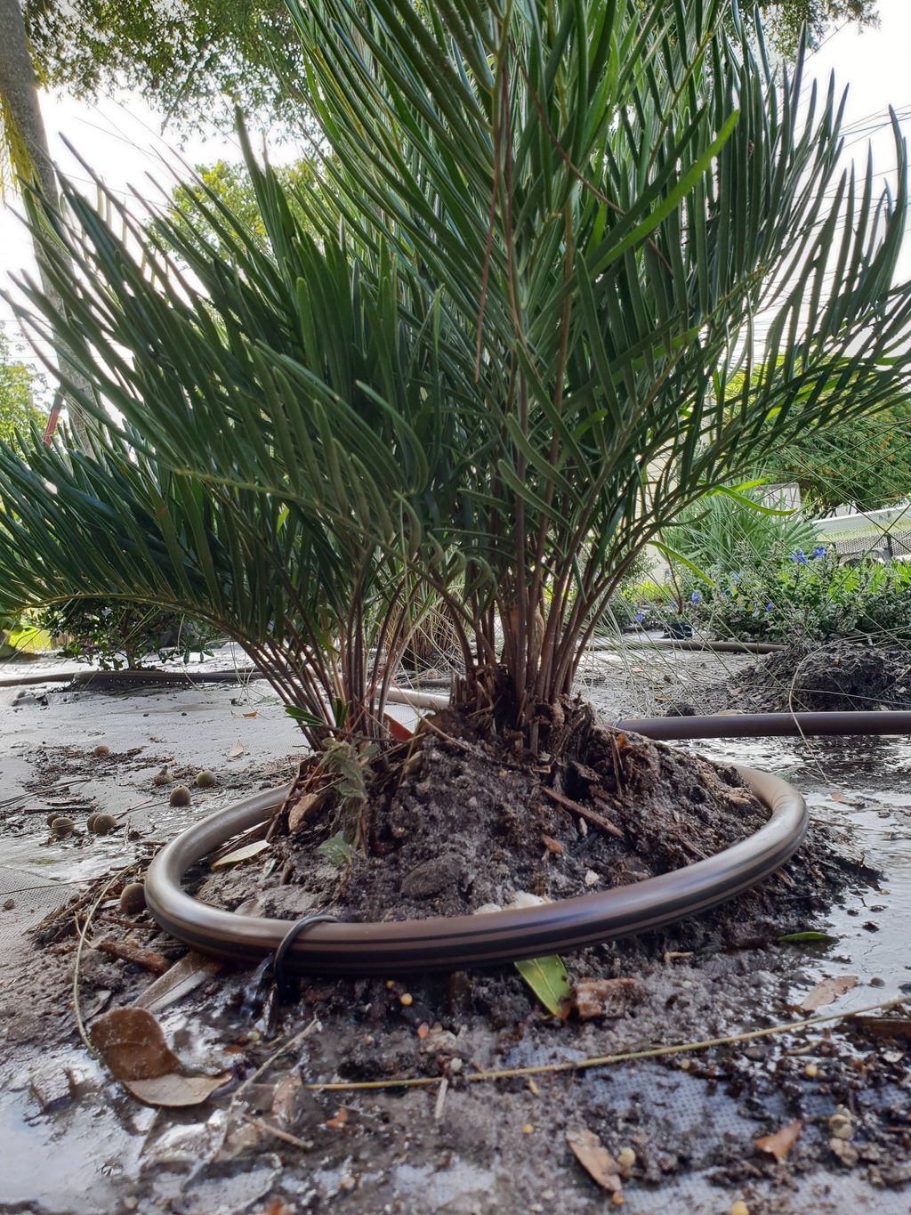 Drip irrigation of native landscaping