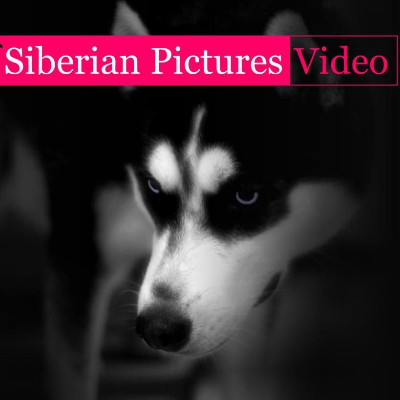 Siberian Pictures Video