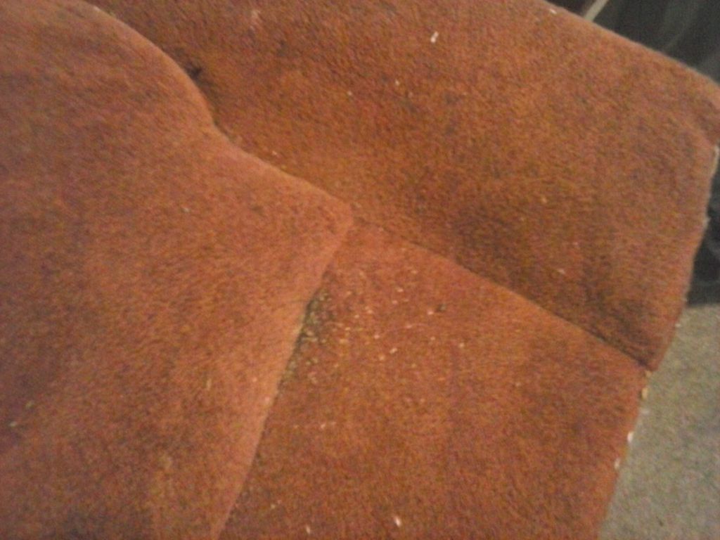 Bed bugs and their eggs on a couch that we treated