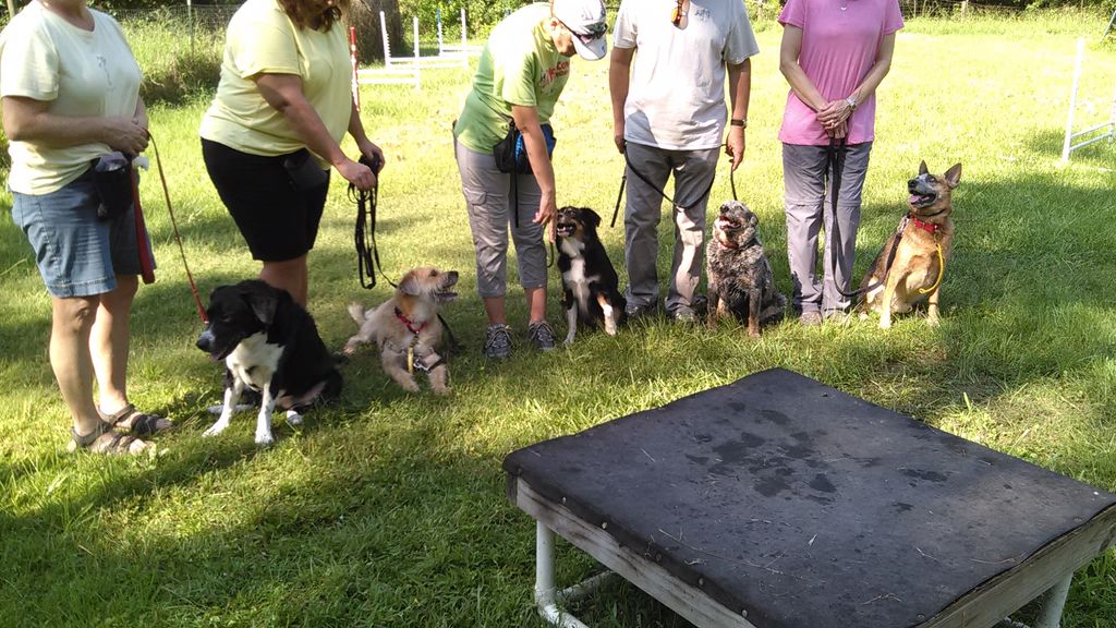 Agility-for-Fun group