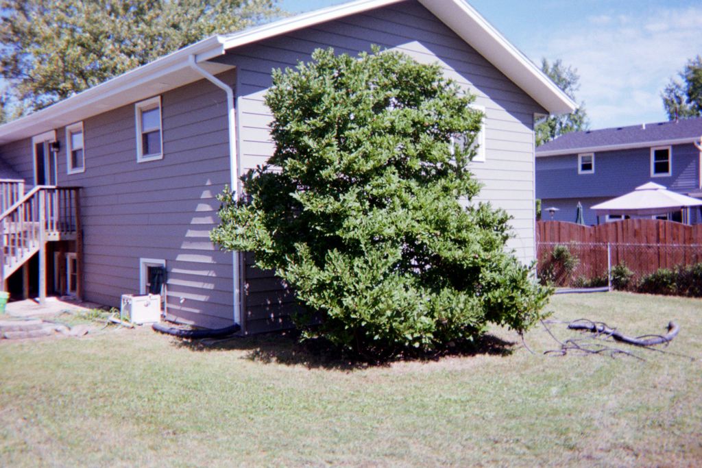 Over grown and unmaintained tree in the back yard.