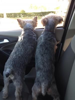 Sprite and Muppet