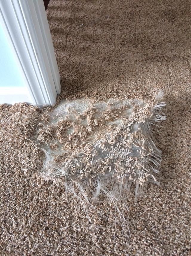 Pet wanted to get out of this room