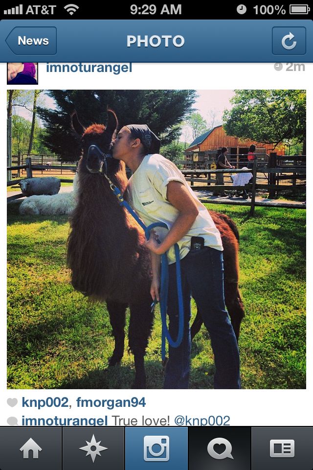 This is Joshua, he was a four year old llama that 