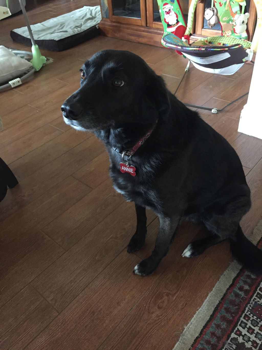 My dog Annie