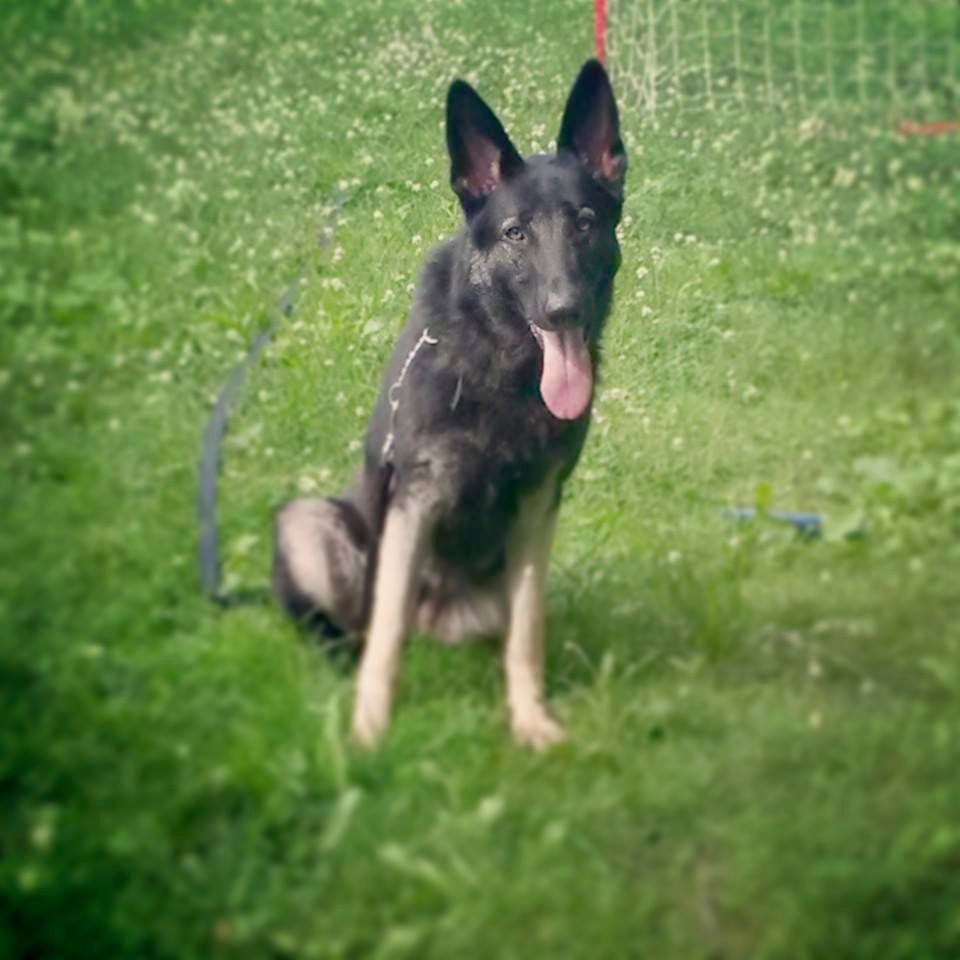 Freya (Board and Train)