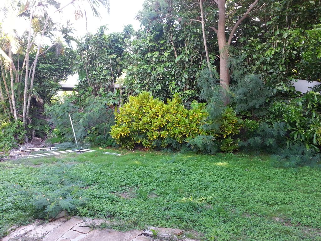 (BEFORE) Uproot Unwanted Plants