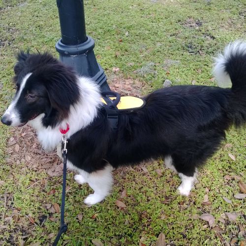 "Scout" ~ Aussie/Border Collie mix donated to us b