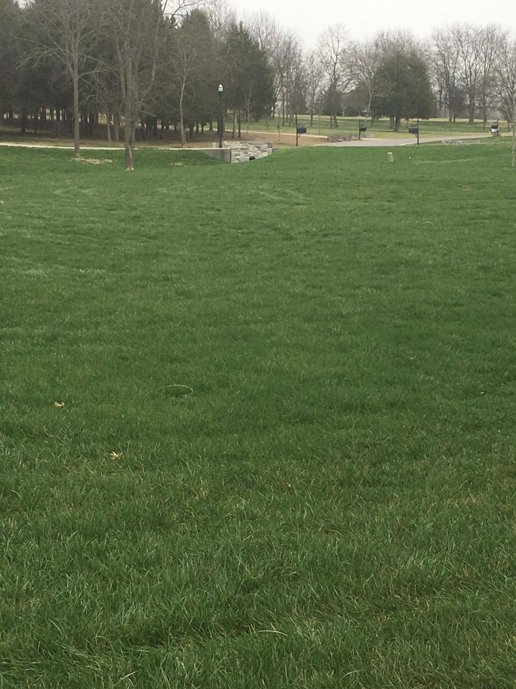 This is a result of my aerate and over seed. Has n