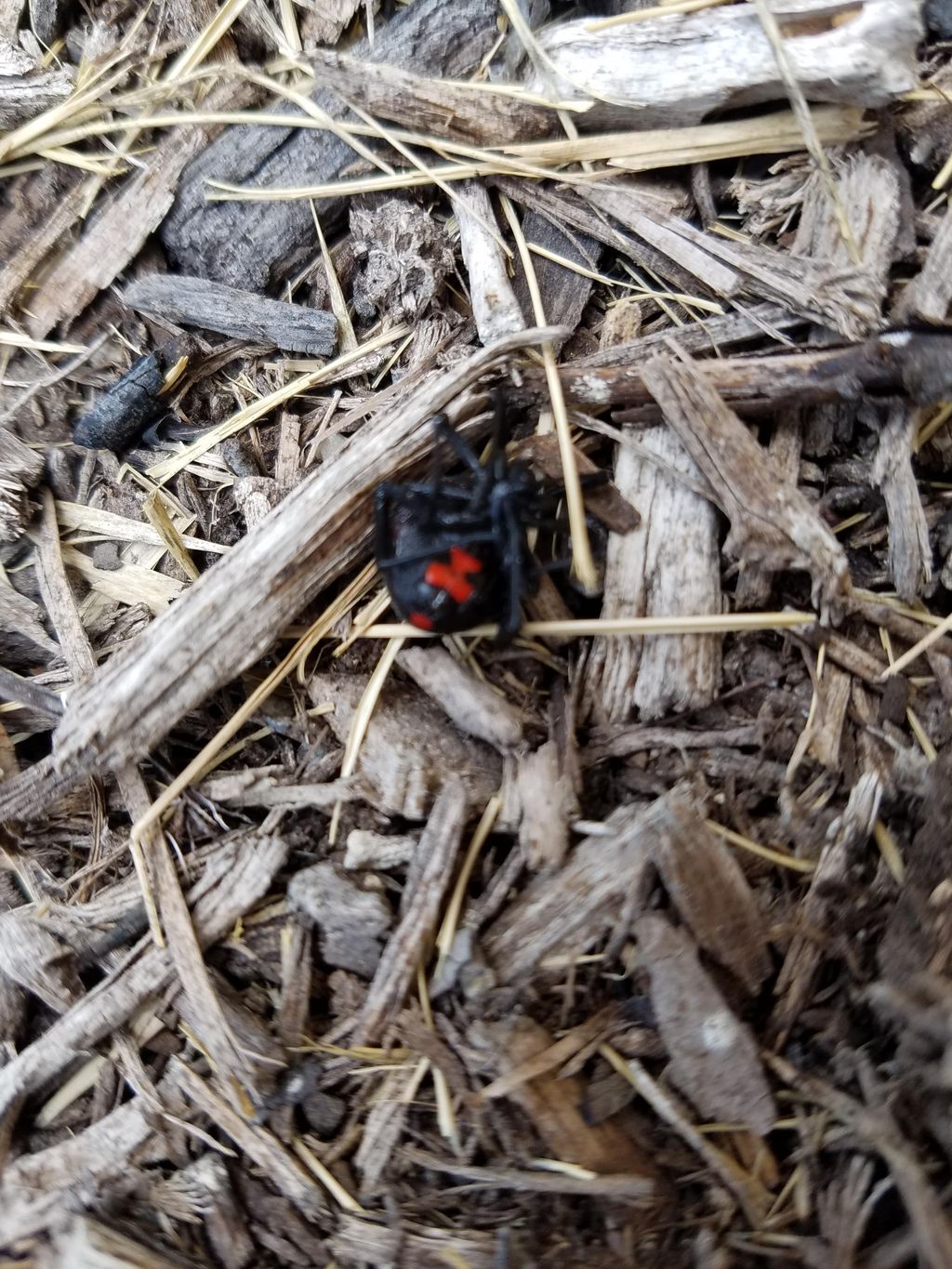 black widow very poisonous 