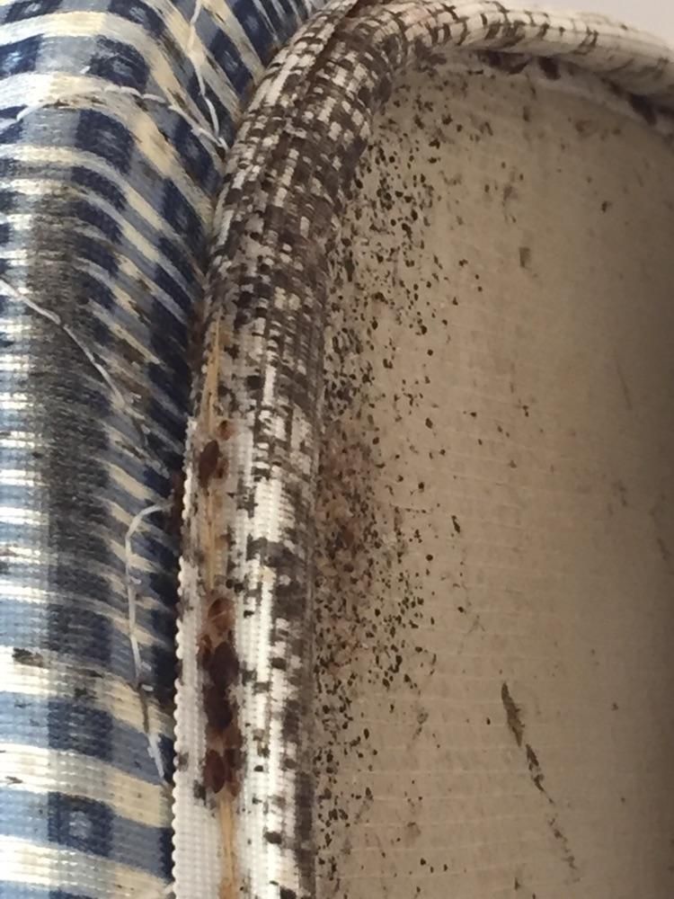 Bedbugs are not fun to deal with!