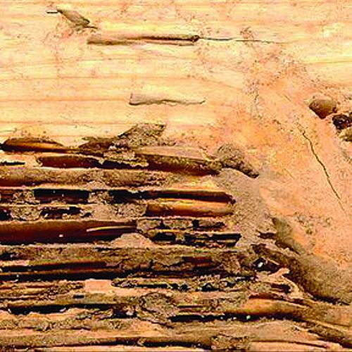 Subterranean Termite damage