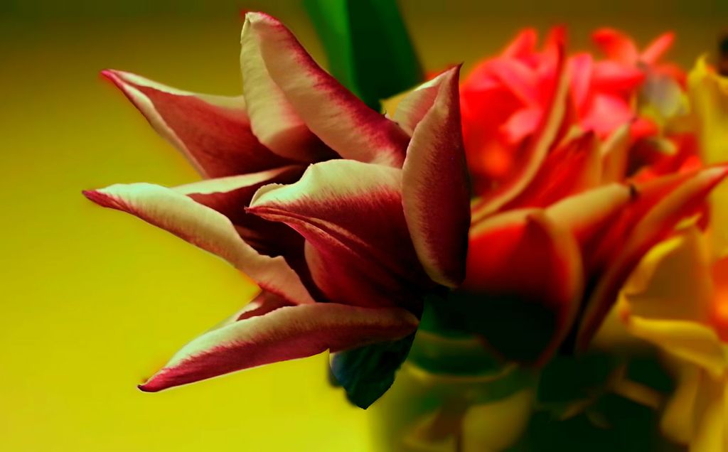 Spring Flowers from our in-house flower garden