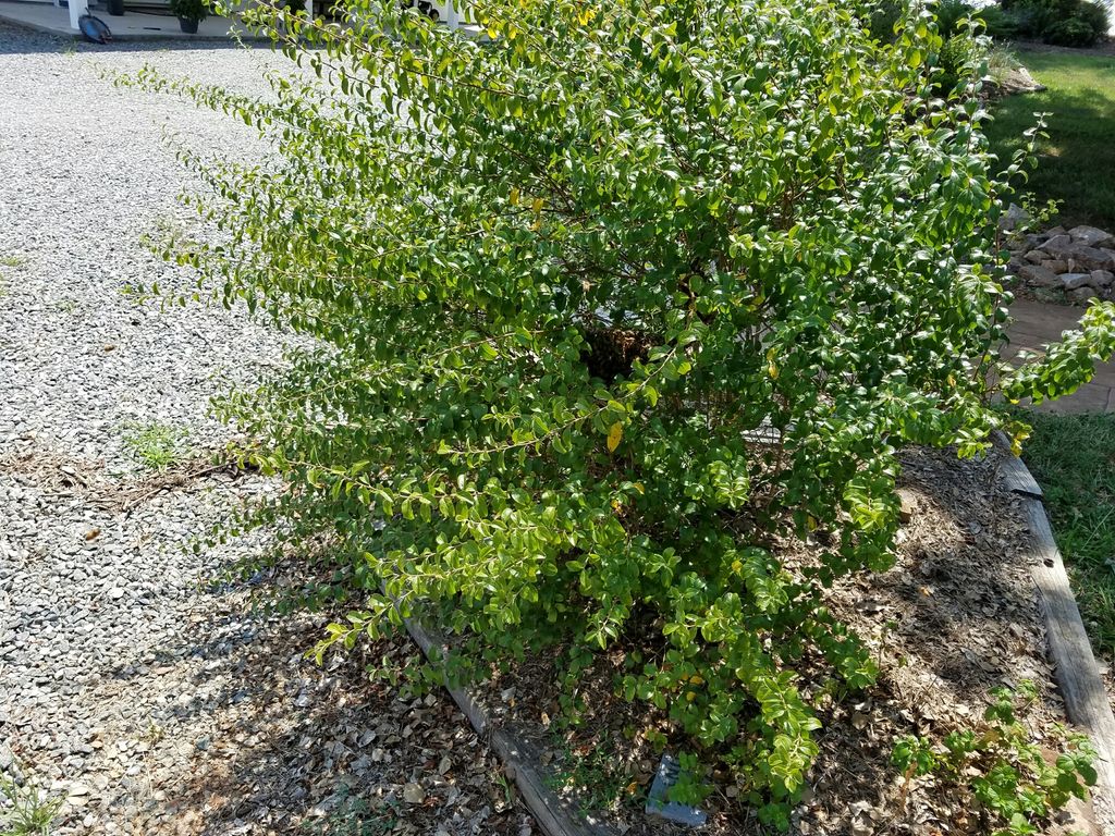 A swarm in a bush at the edge of the yard.