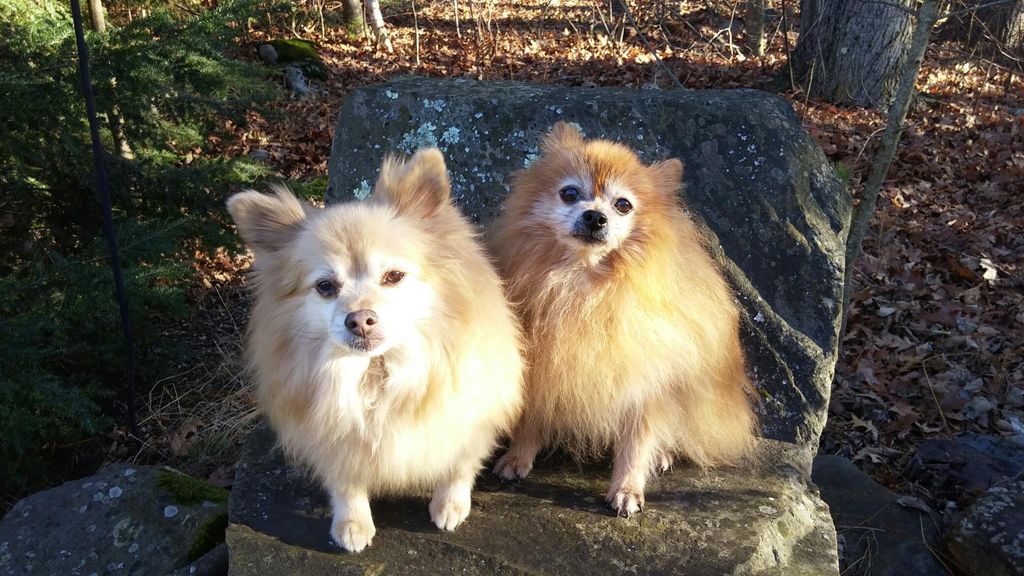 Ernie and Zoey