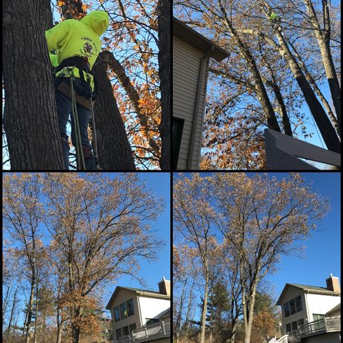 Oak Trimming! Large Oak over home. Timber Beast Tr