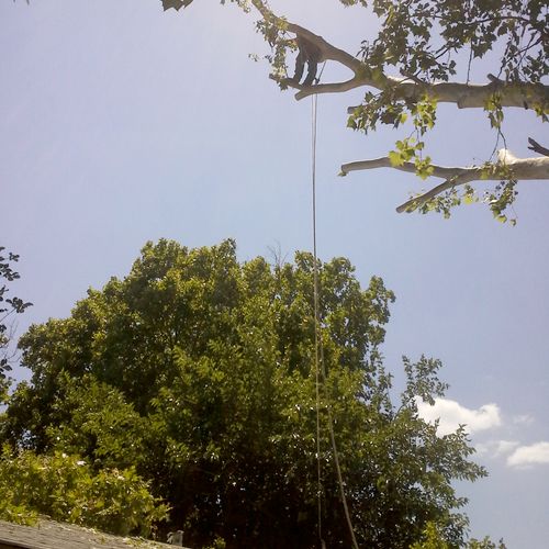 Live Sycamore Tree Pruning  in Grand Prairie, Tex