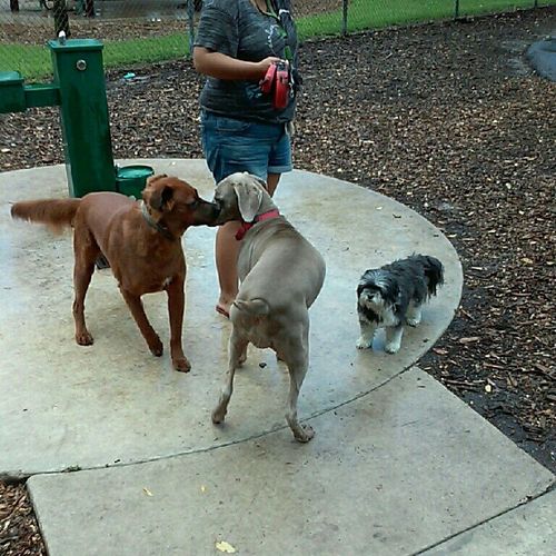 Doggy park
