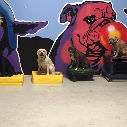 Multi dog family training. 