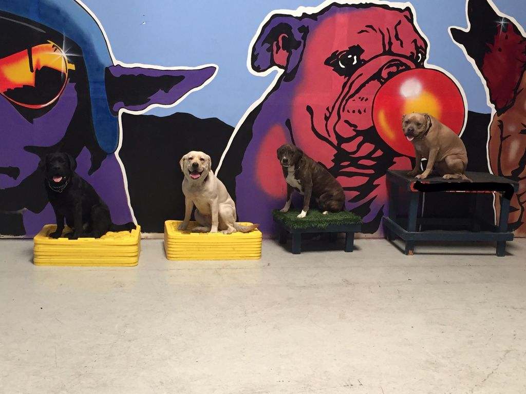 Multi dog family training. 