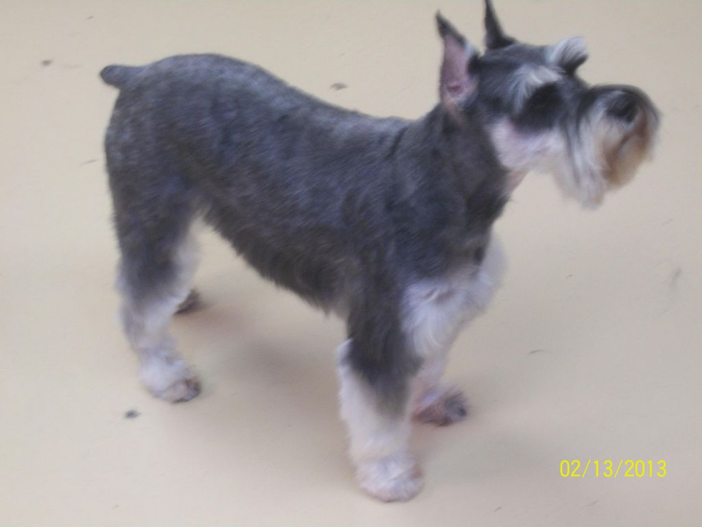 K-9 Comfort Zone grooming pic