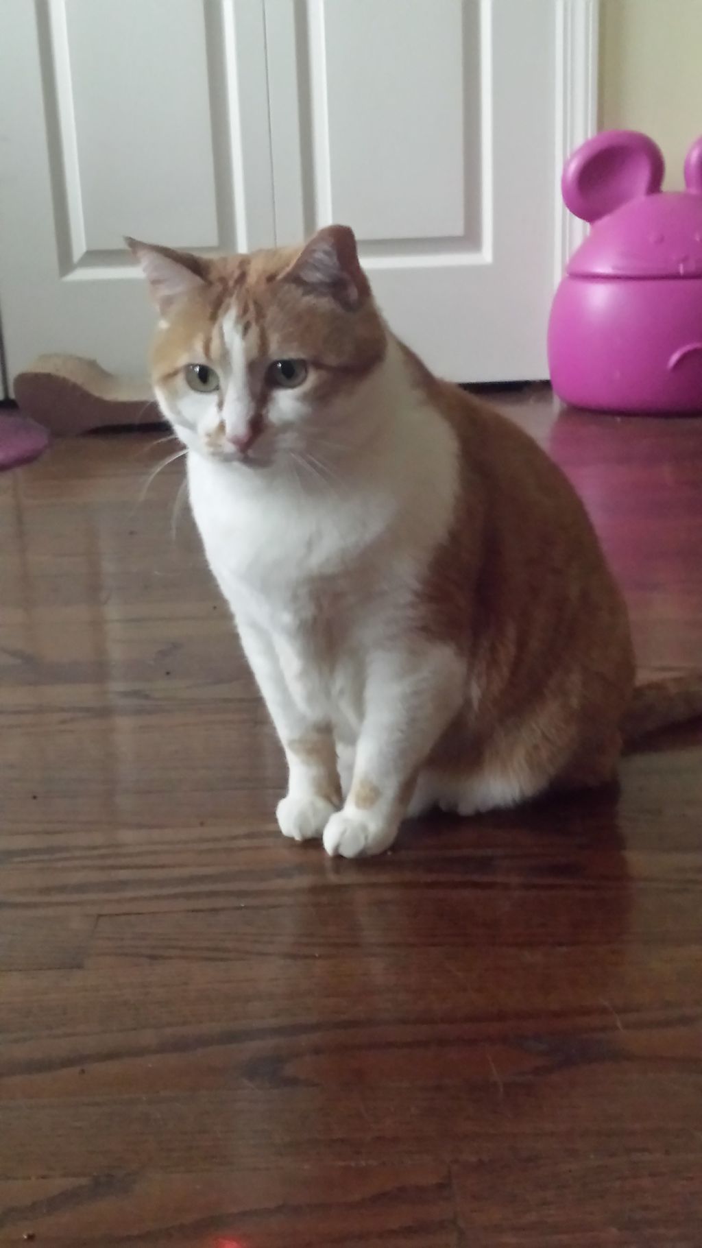 Sweet Indy, Little Love's best bud. He is a former