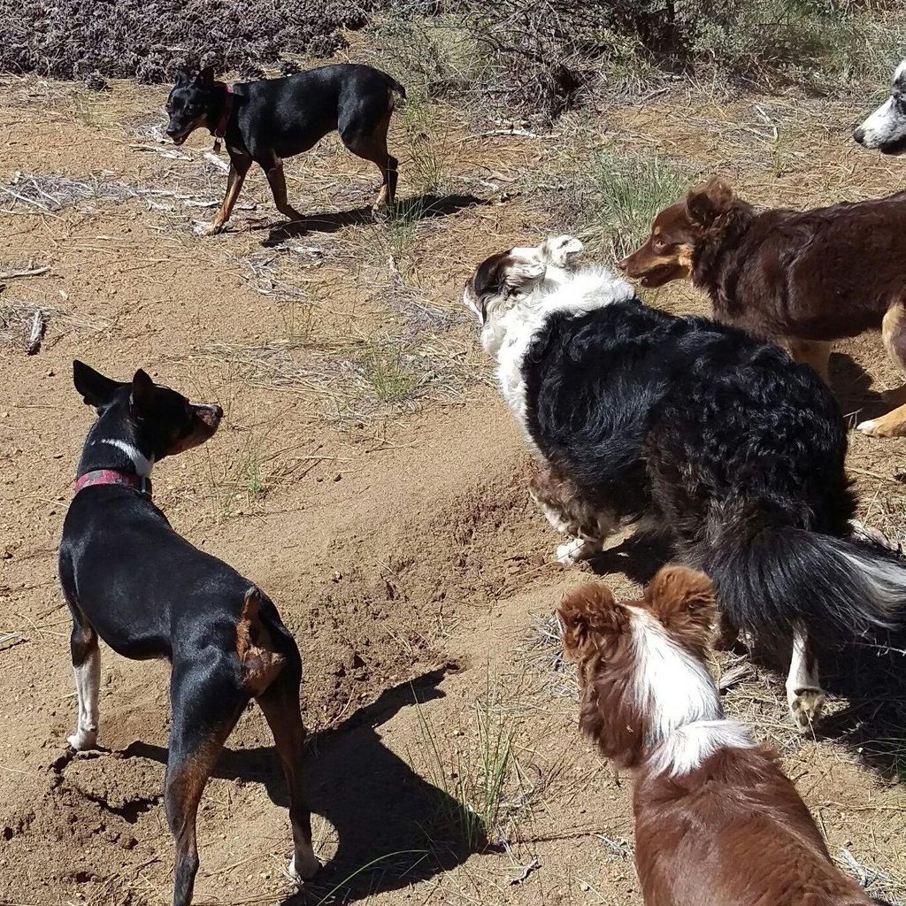 Social Dogs of Central Oregon - puppies and rehab!