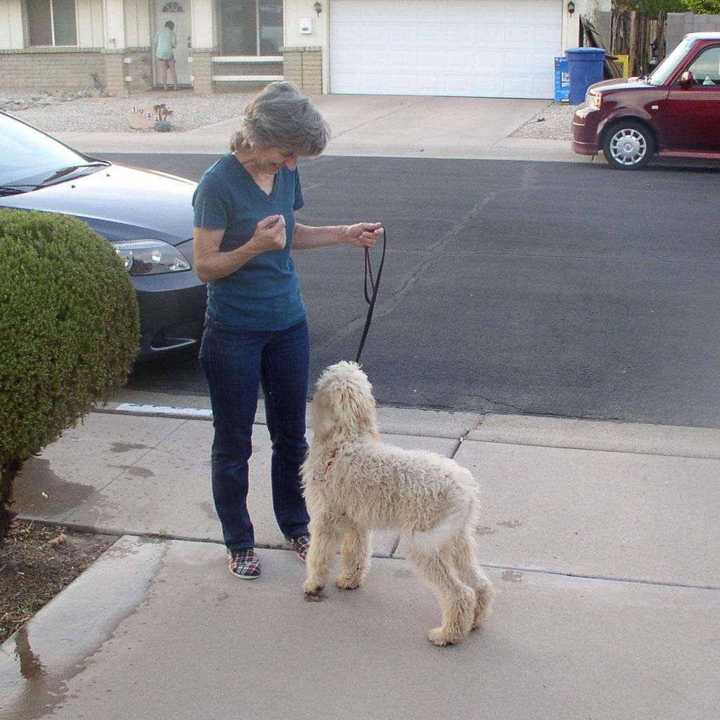 Dog Training By Cat