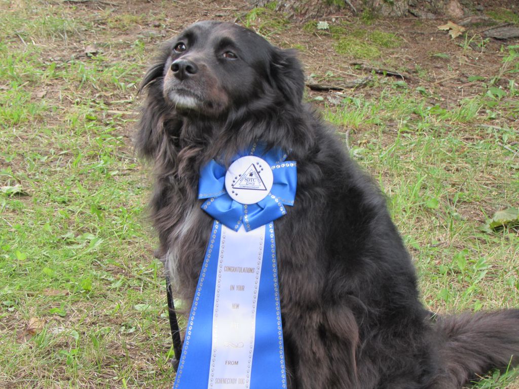 Coby with his Utility Dog Title new title ribbon.