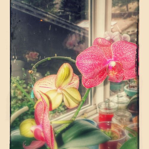 ...I also collect Orchids in need of saving...  Go