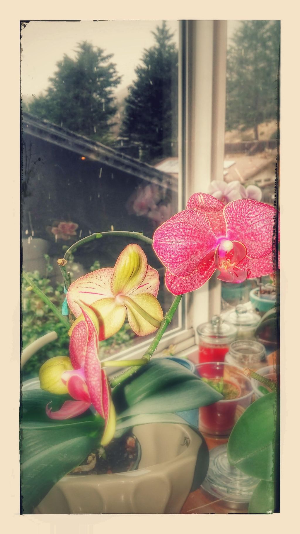 ...I also collect Orchids in need of saving...  Go