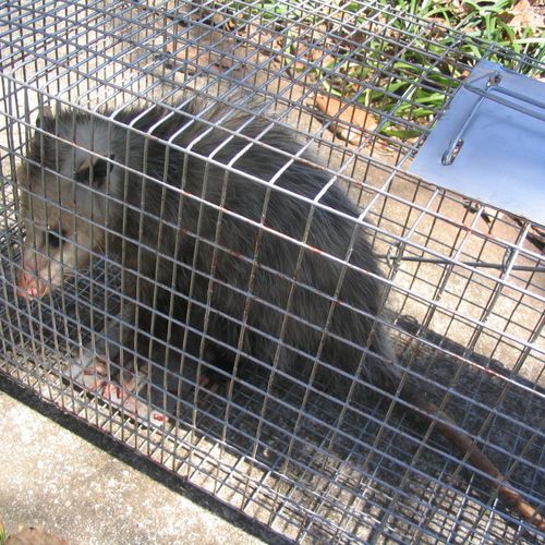 Opossum removed from crawl space.