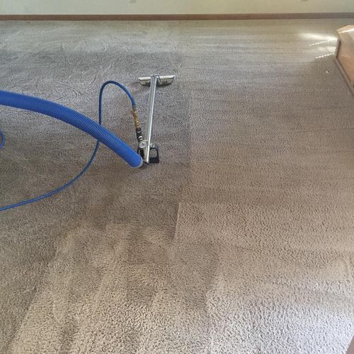 More clean carpet!